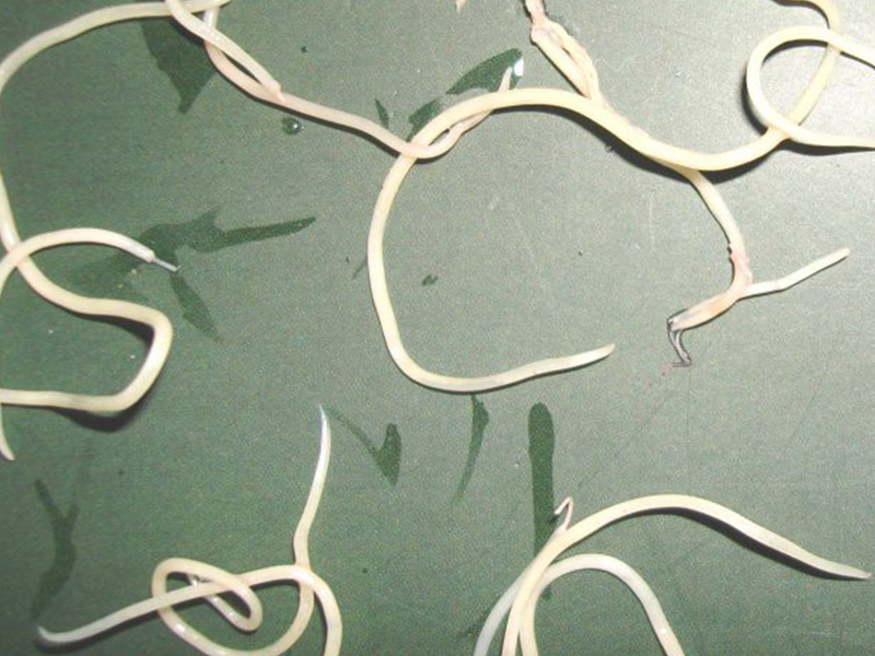 How Much Does A Tapeworm Test Cost?