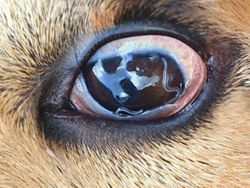 Infection Of Dog Flukes In The Eyes