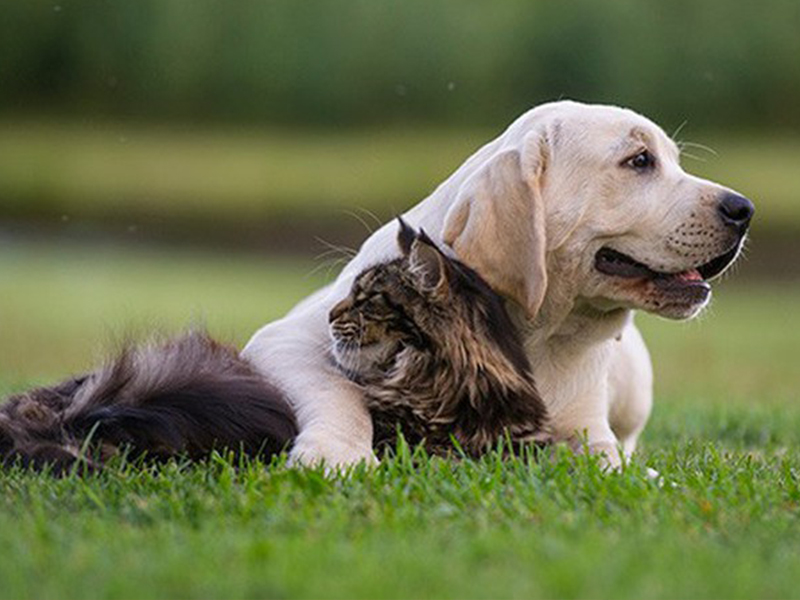 Collection Of 10 Favorite Dog Poodle Breeds