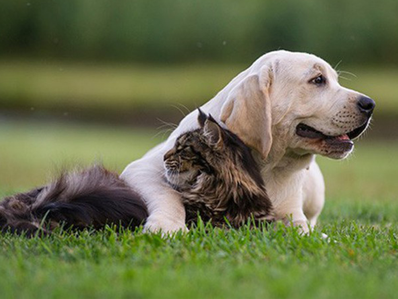 Price Of Great Dane Breeds In Vietnam, Hanoi