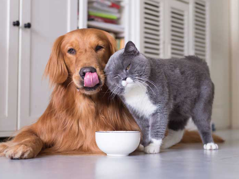 Anti-indiscriminate Dog And Cat Repellent Remedy Unknown
