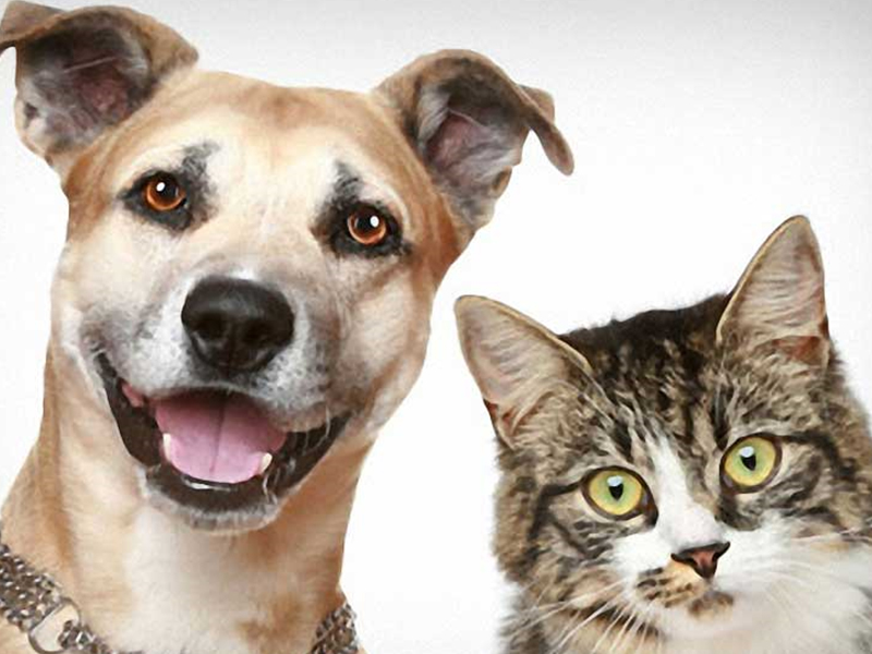 Hotel For Cats And Dogs - A Good Cat Care Service In Ho Chi Minh City, Hanoi