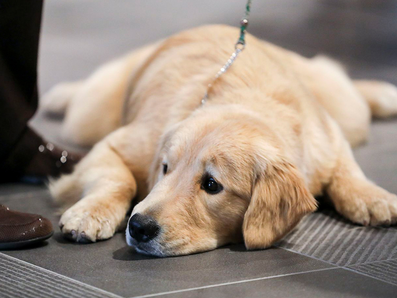 Dedicated Dog Hair Dryer, Which Is The Best