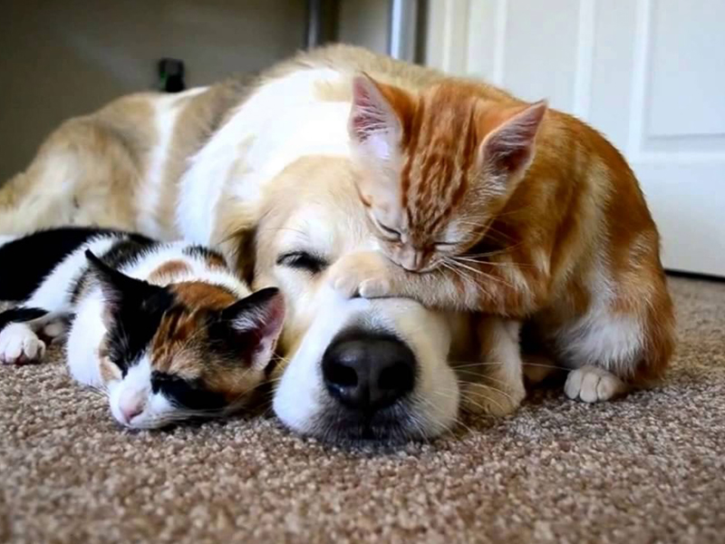 Synthetic Black, White, Brown, White, Labrador Dog