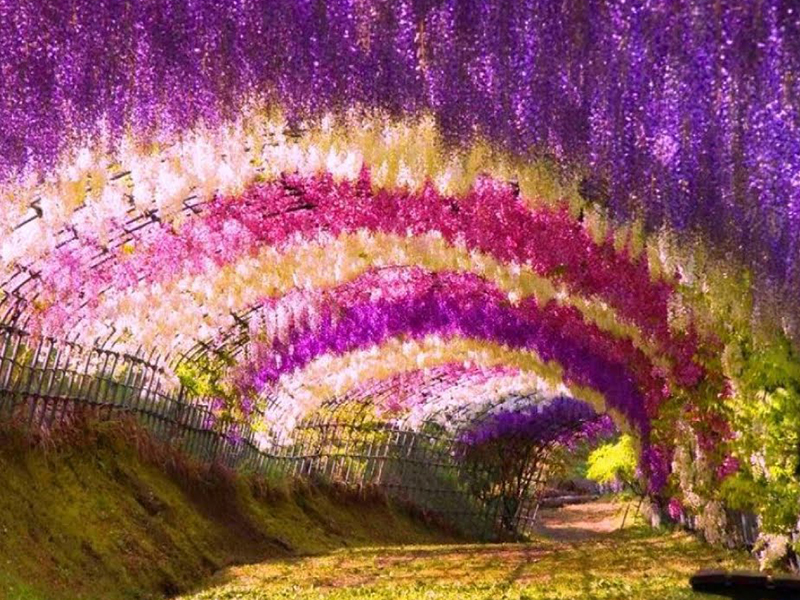 The Hoshi No Buranko Suspension Bridge Overlooks The Beautiful Autumn Foliage In Japan